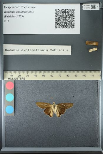 Media type: image;   Entomology 186738